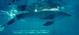 Cyberaction pour Winter le dauphin